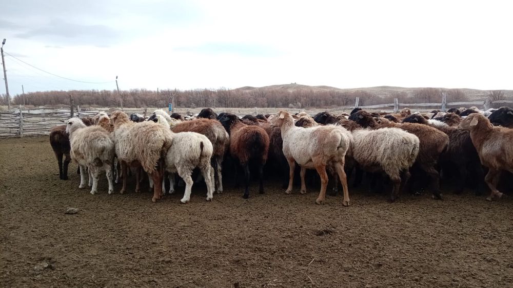 Буаз қойлар сатылады