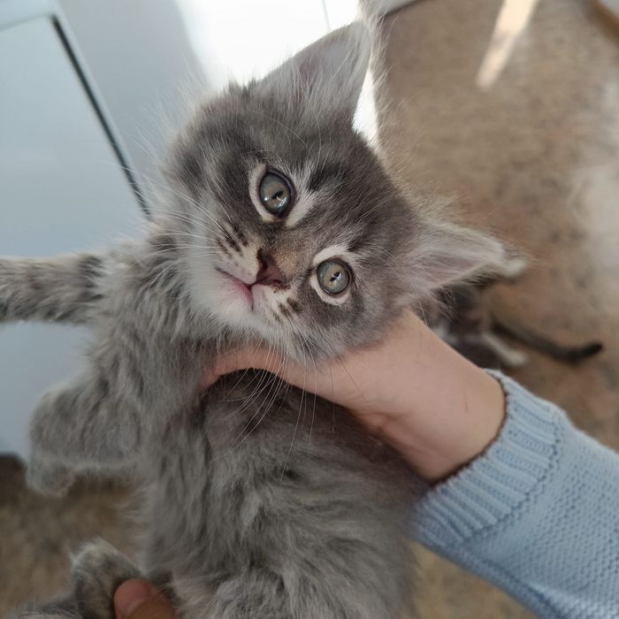 Котята в добрые руки бесплатно