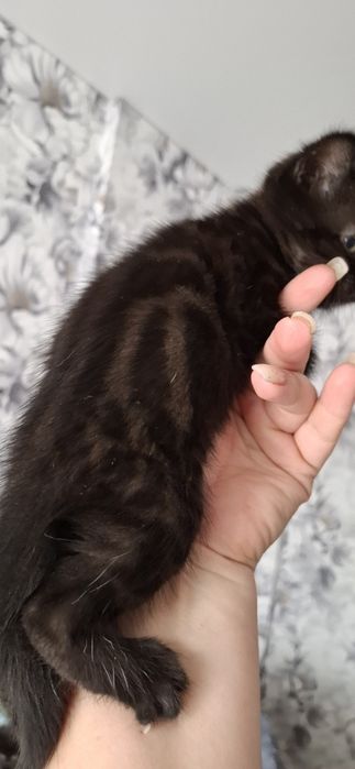 Шотландский котёнок страйт