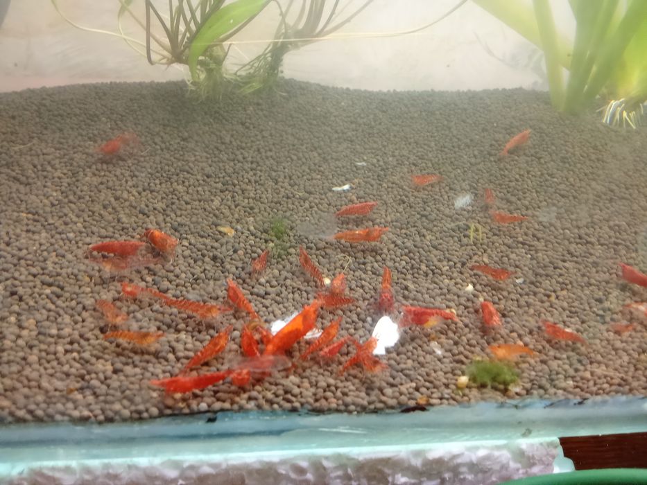 К р е в е т к и ,