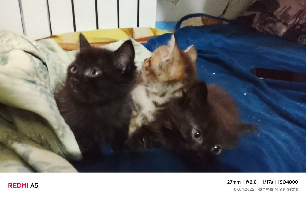 Отдам котят бесплатно