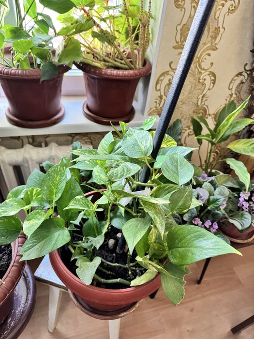 Домашние комнатные цветы