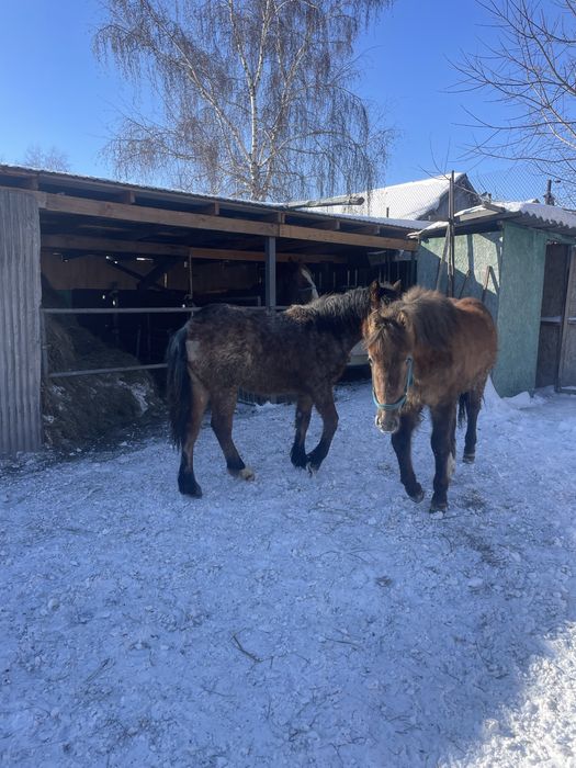 Продам 2 жеребенка