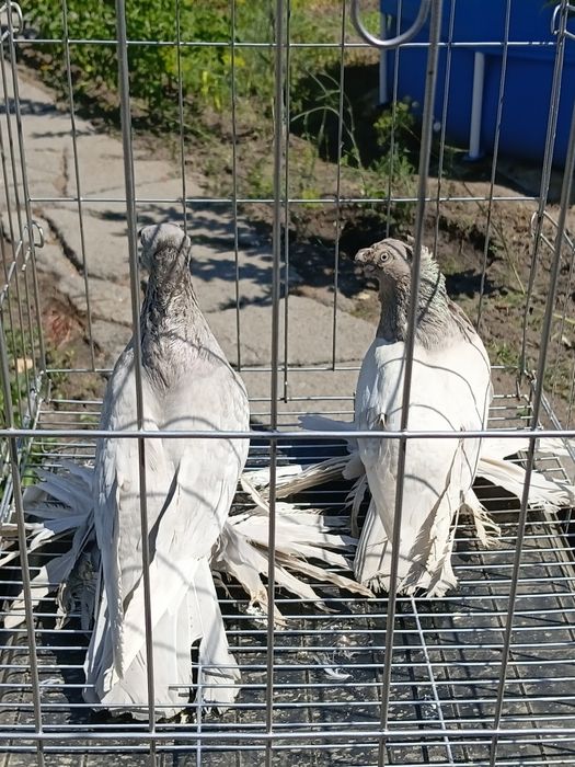 Продам 3 пары голубей