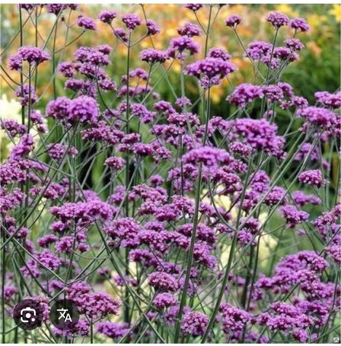 Семена своих цветов