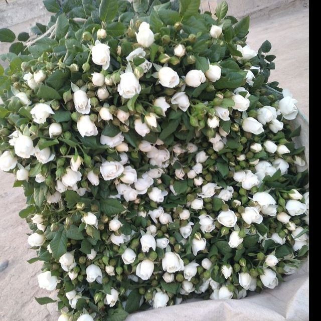 Atirgul koʻchatlari