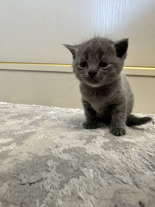 Скотиш фолд мушукчалар сотилади