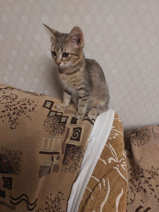 Ищет дом  девочка