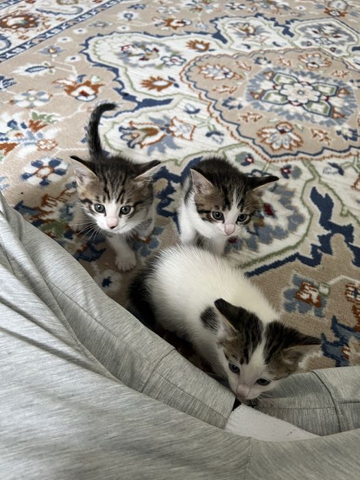 Котята отдам в хорошие руки