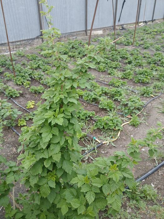 Рассада местная разная