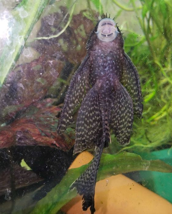 Вуалевые анциструсы сомы