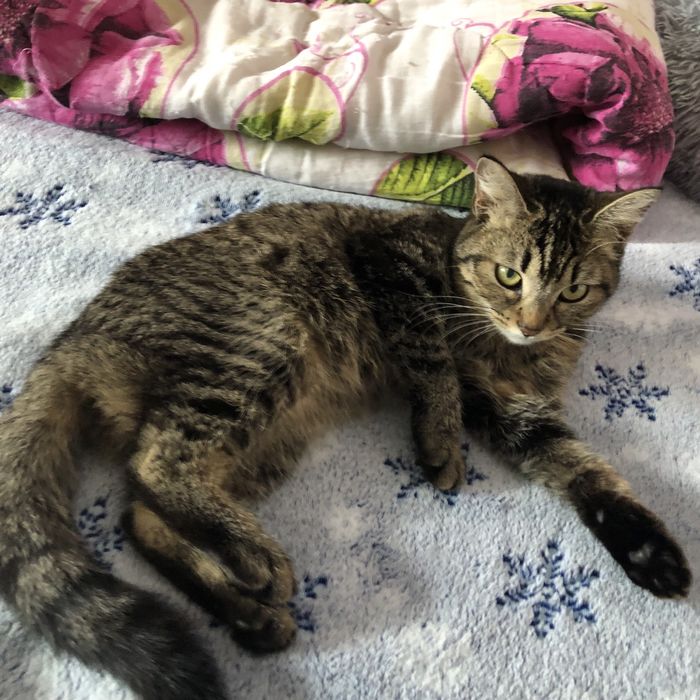 Животные . Кошки .