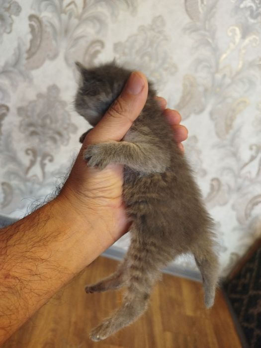 Мушик боллари билан