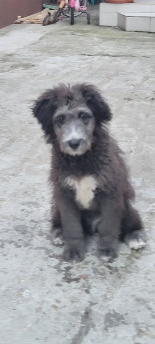 Dau spre adopție catel talie medie