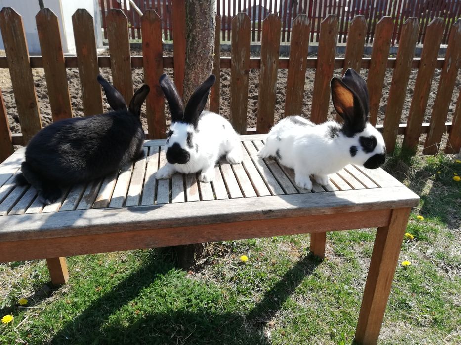 Vand iepuri fluture german