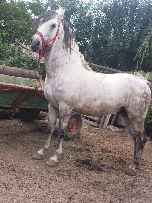 cal de vânzare talie mare