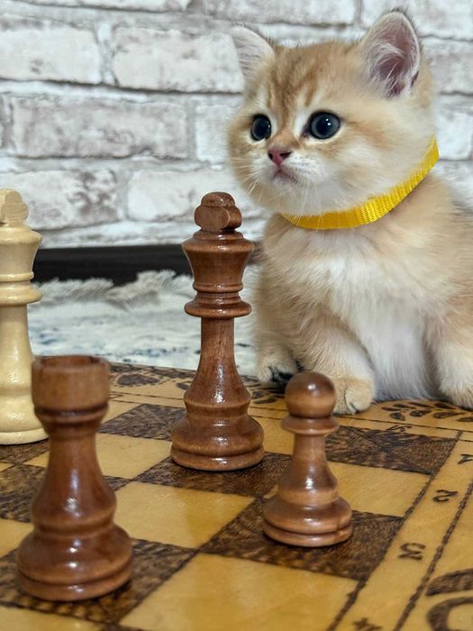 Алиментный котенок Scotish straight от чистокровных родителей