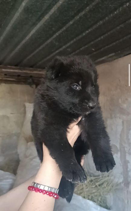 Черный немец, девочка.