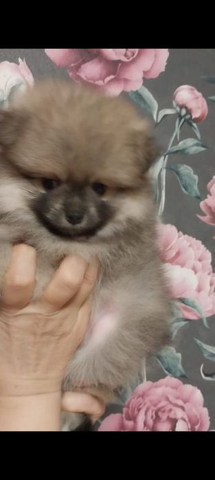 Щенки шпица мини