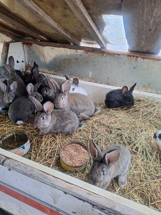 Iepurașul frumușel