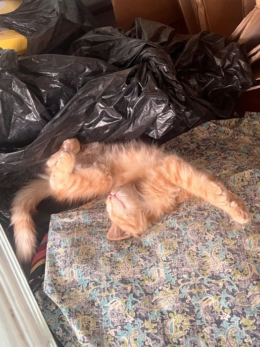 Котёнок , даром, бело жёлтое, месяцев, отдам даром , пол- мальчи