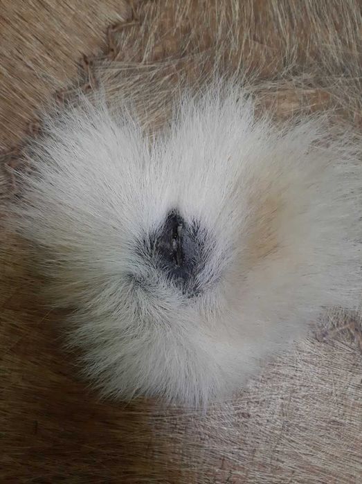 Петля матка волчицы.