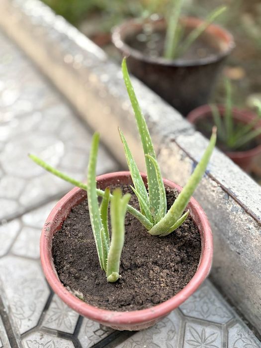 Алоэ вера кочатлари бор сони чекланган
