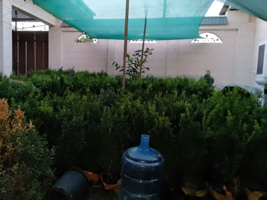 Шамшод 35000 сум