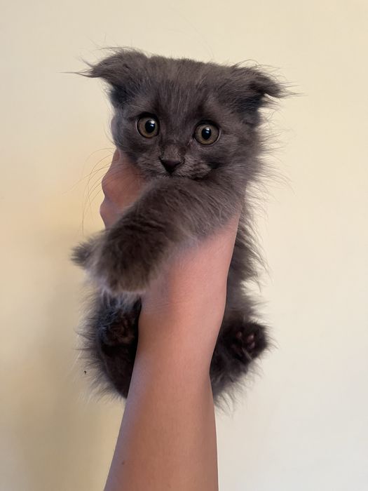 Ищем котятам хорошего хозяина