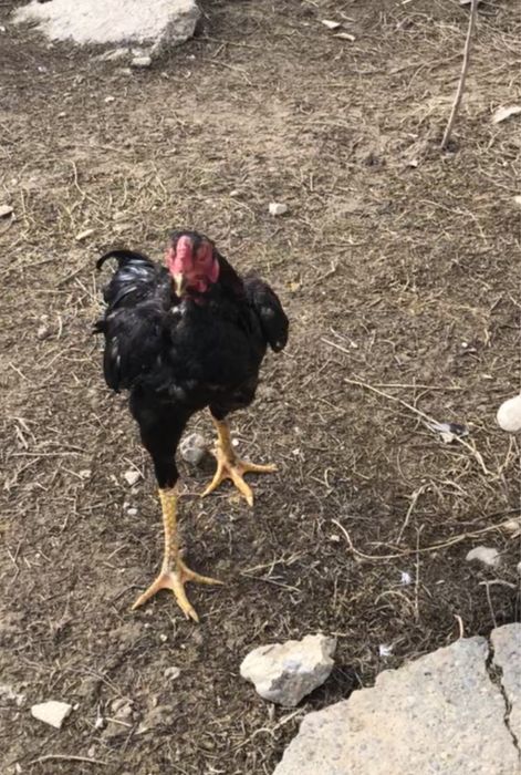 Продается бойцовый