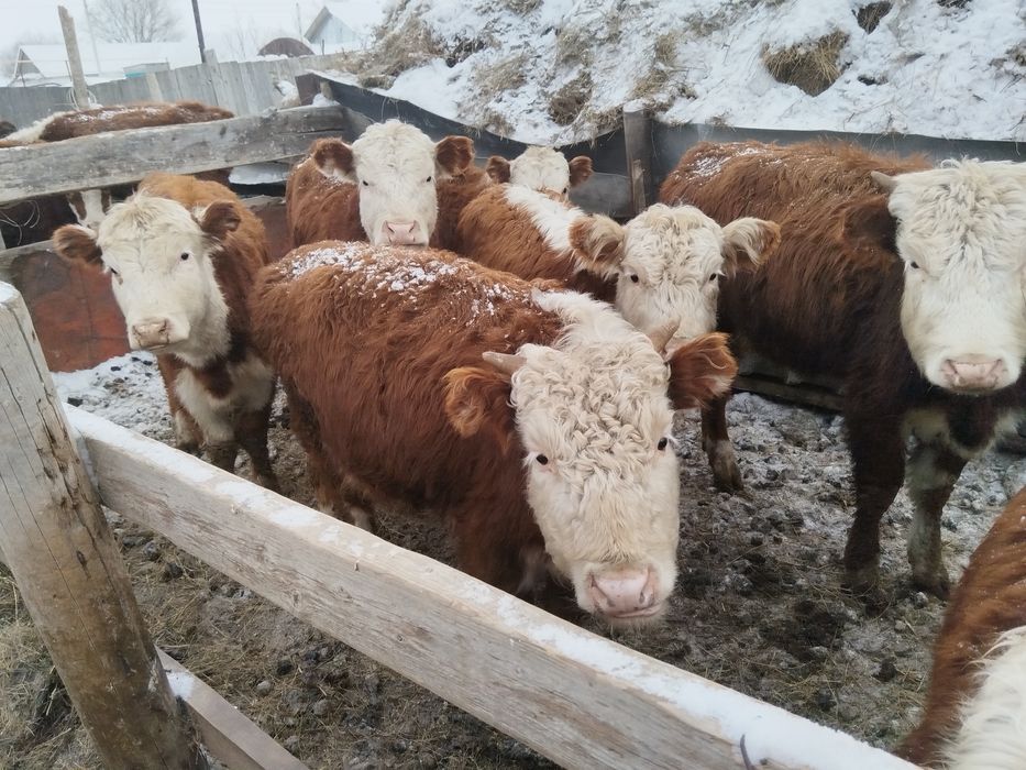 Продам тёлок 9-10месецных