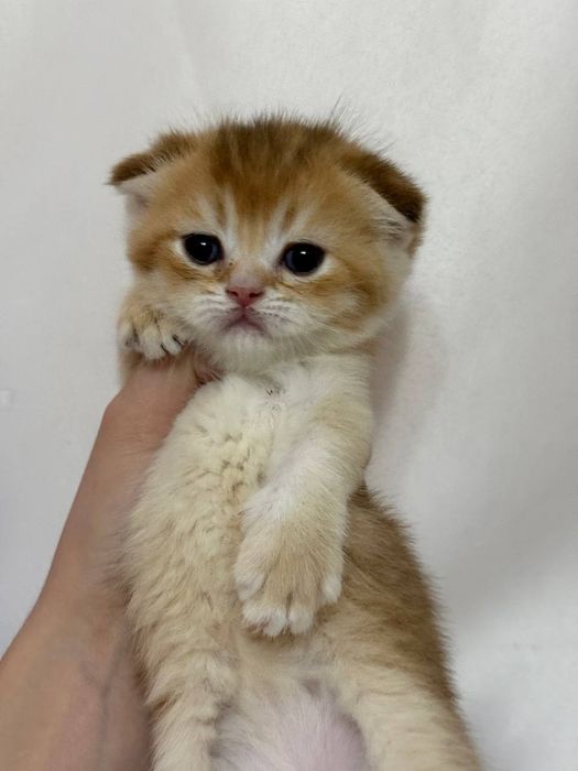 Скотиш фолд девочка золотая шиншилла