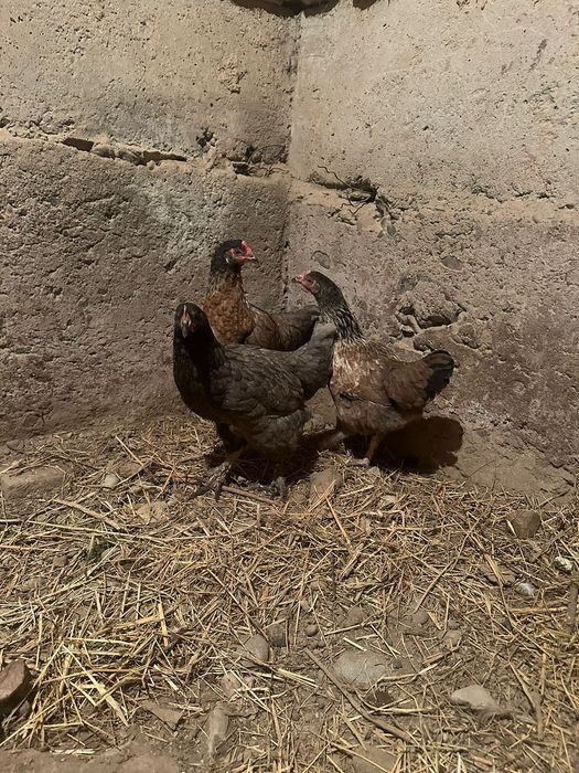 Тауыктар сатылады