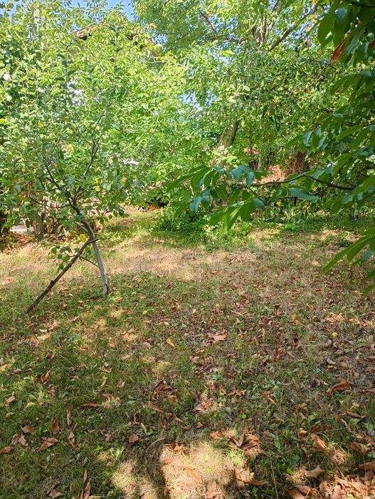 Продавам парцел в с.Типченица об.Враца