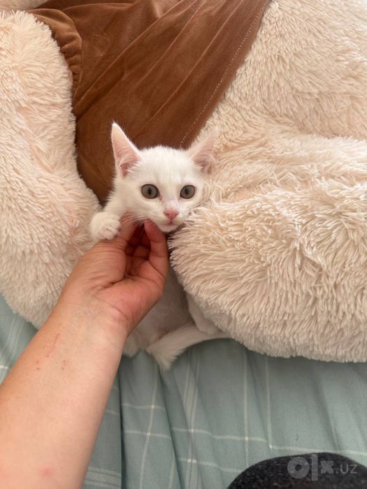 Отдам в добрые руки котята