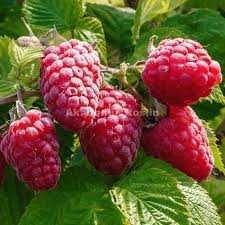 Stoloni de capsuni, mur, aronia, zmeur, afin si lonicera!