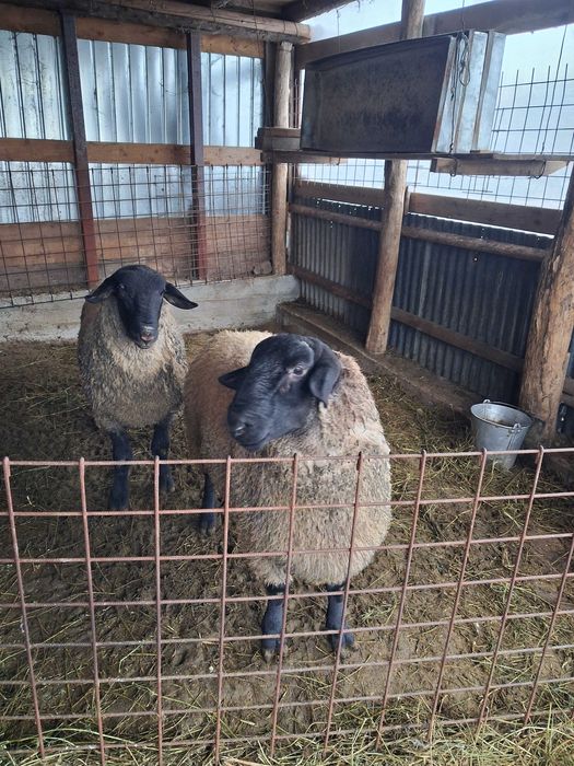 Vand berbecut Suffolk