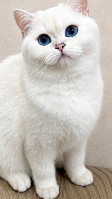 British shorthair