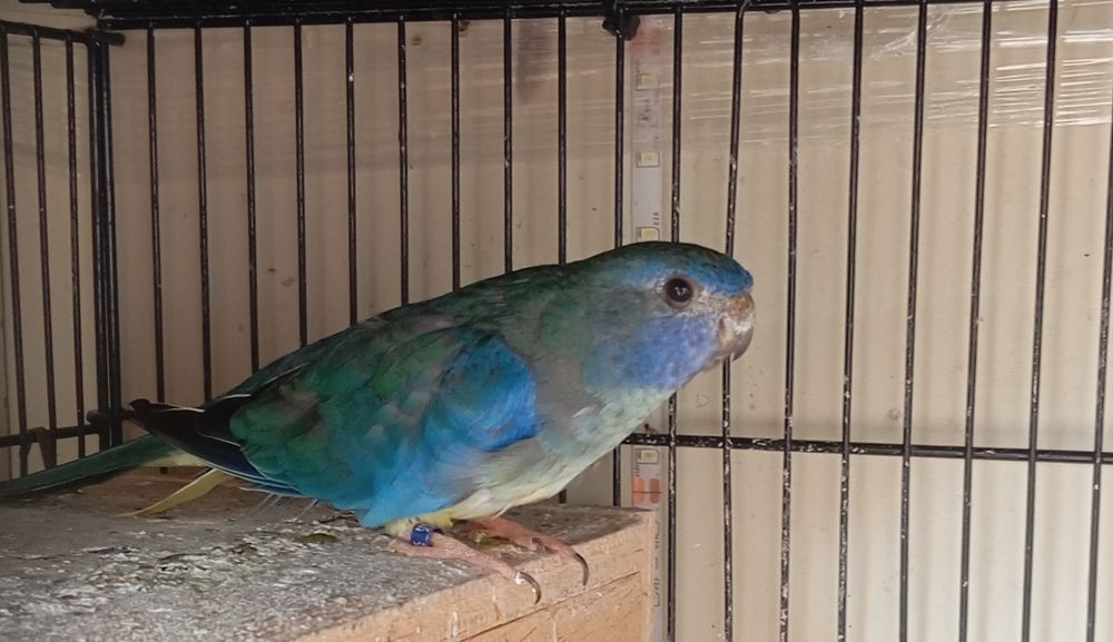 Femela neophema splendida