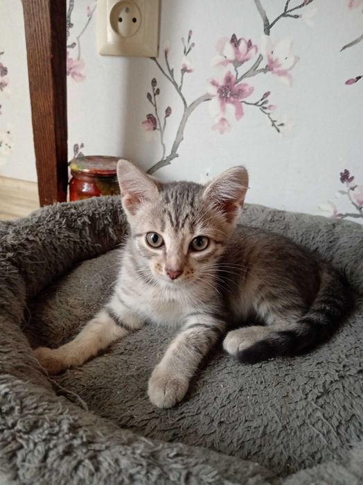 Котенок ищет дом.