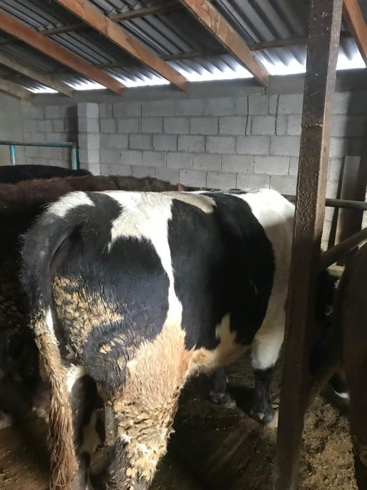 6 бас Бұқа сатылады