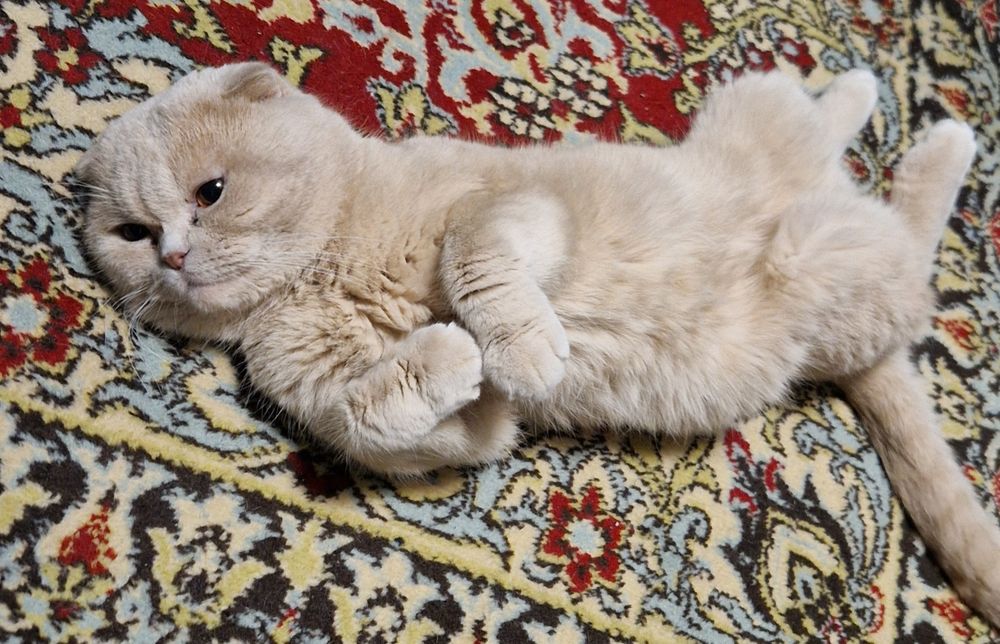 Британец, мальчик вислоухий котенок