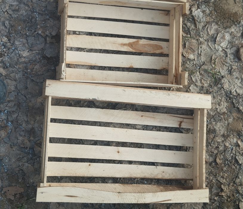 Pamidor yashila har xil razmerla bor