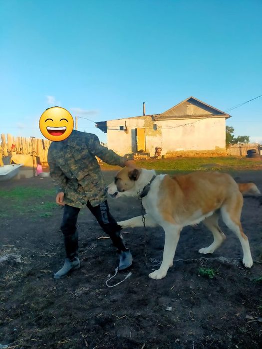 Алабай договорная