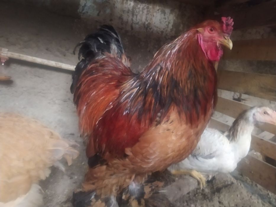 Brama tuxumlari sotiladi