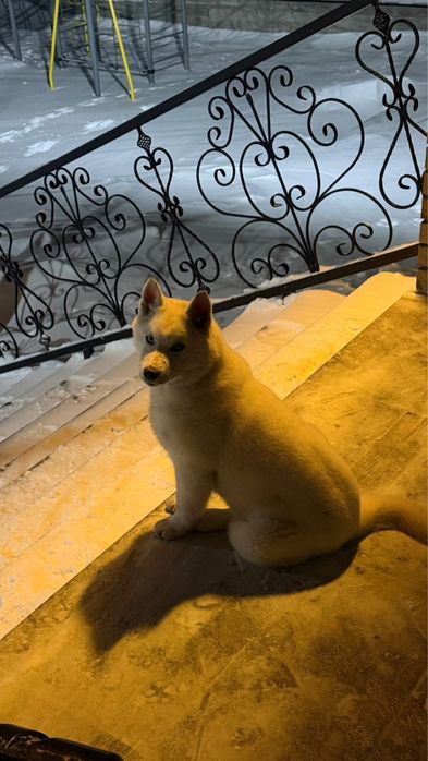 Сибирский хаский