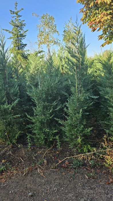 Chiparos gard viu tuia  leylandi  ALTOIT crescut în Romania sunt produ