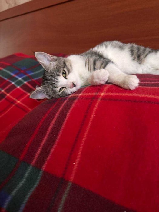 Котенок девочка 3 месяца. В добрые руки бесплатно