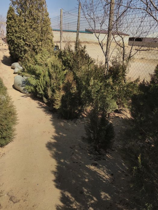 Хвойные растения и конский навоз