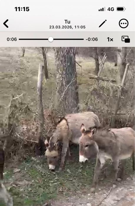 Măgărețe de vanzare